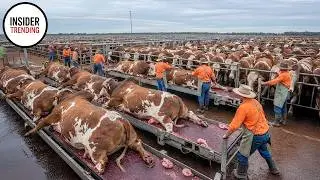 Inside The Mega Factory: Exploring Brazil's Cattle Largest Slaughterhouse