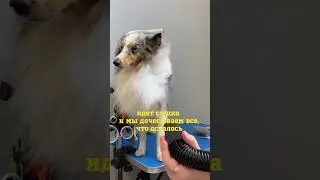 Салон maslina.groom приглашает вас и ваших питомцев на профессиональный уход #groom #grooming