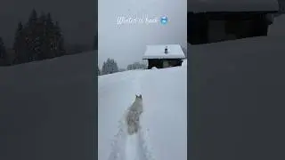Winter wonderland (2024-04-18) #switzerland #nature #youtubeshorts #dogs #music  #dontworrybehappy