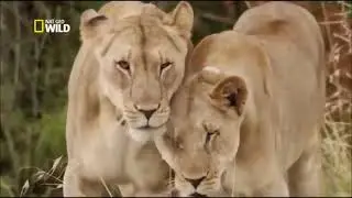 La Survie Des Lions DOCUMENTAIRE ANIMALIER 2021