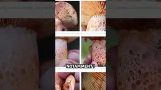 Devenez expert de la cueillette de champignons
