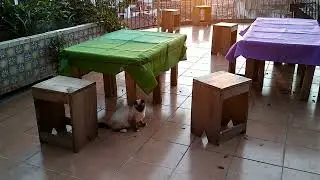 Kye the cat at dawn