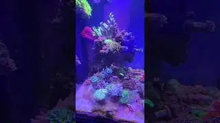 SALTWATER AQUARIUM VELVET KILLED MY FISH 🌊🐠 **Aquarium Comeback: Healing After Velvet** 🐟💔