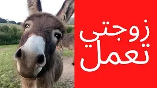 الصدمة: هكذا ستكون حياتك عندما تتزوج إمرأة تعمل (الأخ نجيب)