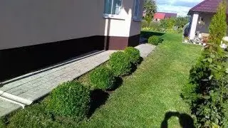 Boxwood border