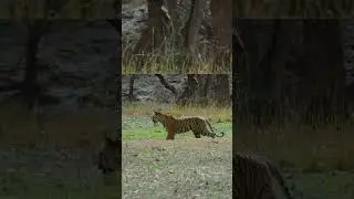 Tiger Chasing... #shorts