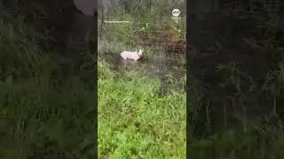 Florida state trooper rescues dog tied up ahead of Hurricane Milton
