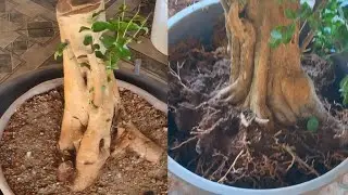 Plantio de Yamadore de Jabuticaba e Acerola 