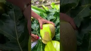 Cara cepat kupas buah melon #viralvideo