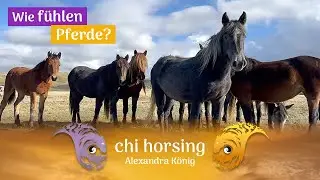 Wie fühlen Pferde? Welche Werte haben sie? Eine Weisheit die uns den ersehnten Frieden bringen kann!