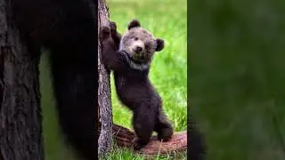 animal before vs after growing up transformation #animaltransformation #cute #shortsviral
