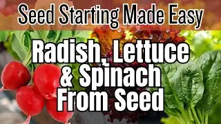 🌱 NOW Direct Sow Radishes, Lettuce & Spinach | Seed Starting Made EASY: