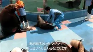 【トド】最近スタッフを下に見ているトドの赤ちゃんです（伊勢シーパラダイス／水族館）