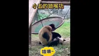 对付莽仔，小五的锁喉功夫越来越厉害了#大熊猫莽小五 #莽仔和小五 #来这吸熊猫 #不止我一个想rua大熊猫