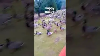Geese & Ducks