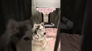 His Story Will Restore Your Faith in Humanity 🐾🏡 #funnypitbulls #dogs #animal #cutepuppy #rescue