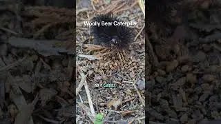 Woollybear has antifreeze to protect themself from the cold ##woollybearcaterpillar #backyardgarden