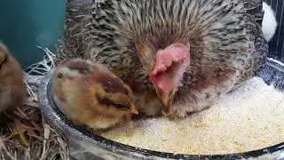 #Gallina #enseñando a sus #pollitos a comer.