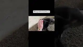 Support the fundraiser for the beloved tuxedo cat! #fok #catsofweb #kittycat