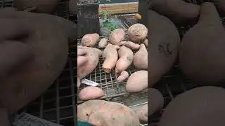 Curing sweet potatoes for storage #growfood #prepping #garden #sustainableliving
