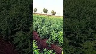 ઉનાળુ તલ