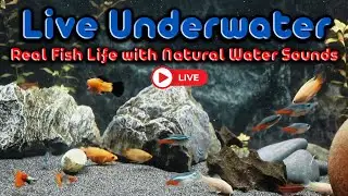 Relaxing Underwater Live Stream | Real Fish Life & Water Ambience