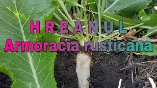 HREANUL Armoracia rusticana  Antibiotic natural ce ne intareste imunitatea Livada Bio  e35