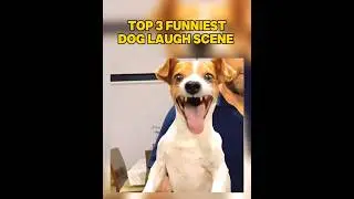Top 3 Funniest Dog Laughing 🐶😂