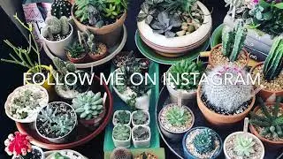 Succulent projects!