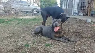 Cane Corso & European Doberman Pinscher Reunion