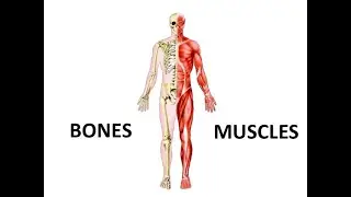 OUR AMAZING BODY-SYSTEMS IN OUR BODY-Part 1