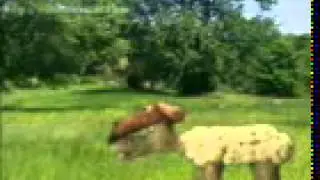 pajaiba