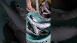 Full Video Coming #aagrikoli #fishing #mulletfish #mulletfishing #bigsizefish #fishlover #fisherman