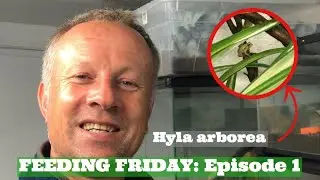 FEEDING FRIDAY: European Green Tree Frogs, Feeding our pet FROGS! Hyla arborea feeding