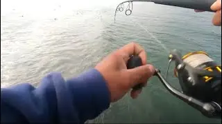 Oceanside pier Fishing- Local fisherman hooked up on a Big One !