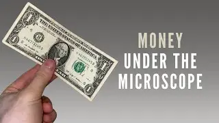 What does a money look like under a microscope? 💵🔬
