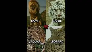 Lion vs tiger vs leopard vs jaguar edit🔥#shorts