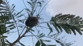 OMG 😱 UNIQUE BIRDS NEST & FRAGRANCE WILD FLOWERS  @BAISH/MASLEYAH /JIZAN Saudi Arabia 🇸🇦