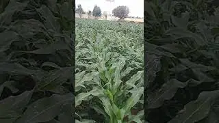 Maize varieties