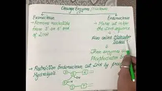 Endonuclease and Exonuclease # how restriction enzymes make cut