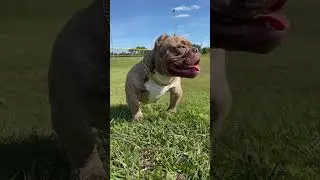 Exotic Micro Bully Best In The World ! THE NOTORIOUS MR BIGGS !!
