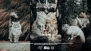 Tutorial Edit Foto Lightroom-Rumus Lightroom | Preset Moody Forest | Lightroom Mobile Editing (2021)