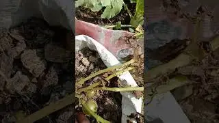 Potato Harvesting At Home #shorts #viral #shortvideo