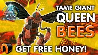 Part 2 taming Bee Queen for honey!