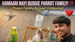 We bought Budgie parrot ❤️🥳|Alipethouse