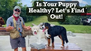 The Ultimate Puppy Health Check: A Step-by-Step Guide
