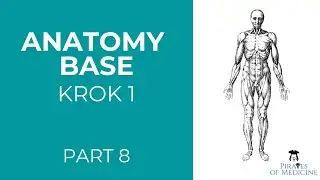 Anatomy base solved | Part 8 (Q 120-142) | KROK 1 exam | Anatomy made easy