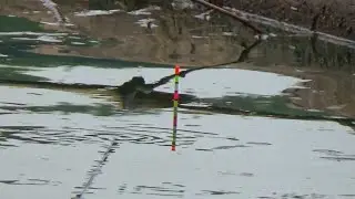 Jangan Coba Coba Spot Mancing Seperti Ini Jika Tidak Tahan... 