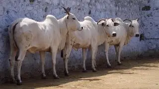 Pride of Telugu people-The 2004 “ongole” cattle embryo export to brazil