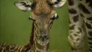 Giraffe gives birth to record 18th calf
